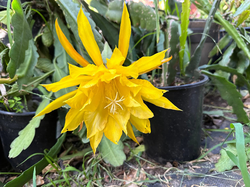 Gelb epiphyllum oxypetalum samen blume samen for anpflanzung compact growth heirloom & gmo free samen for home garten 
 
 sale for anpflanzung in home garten