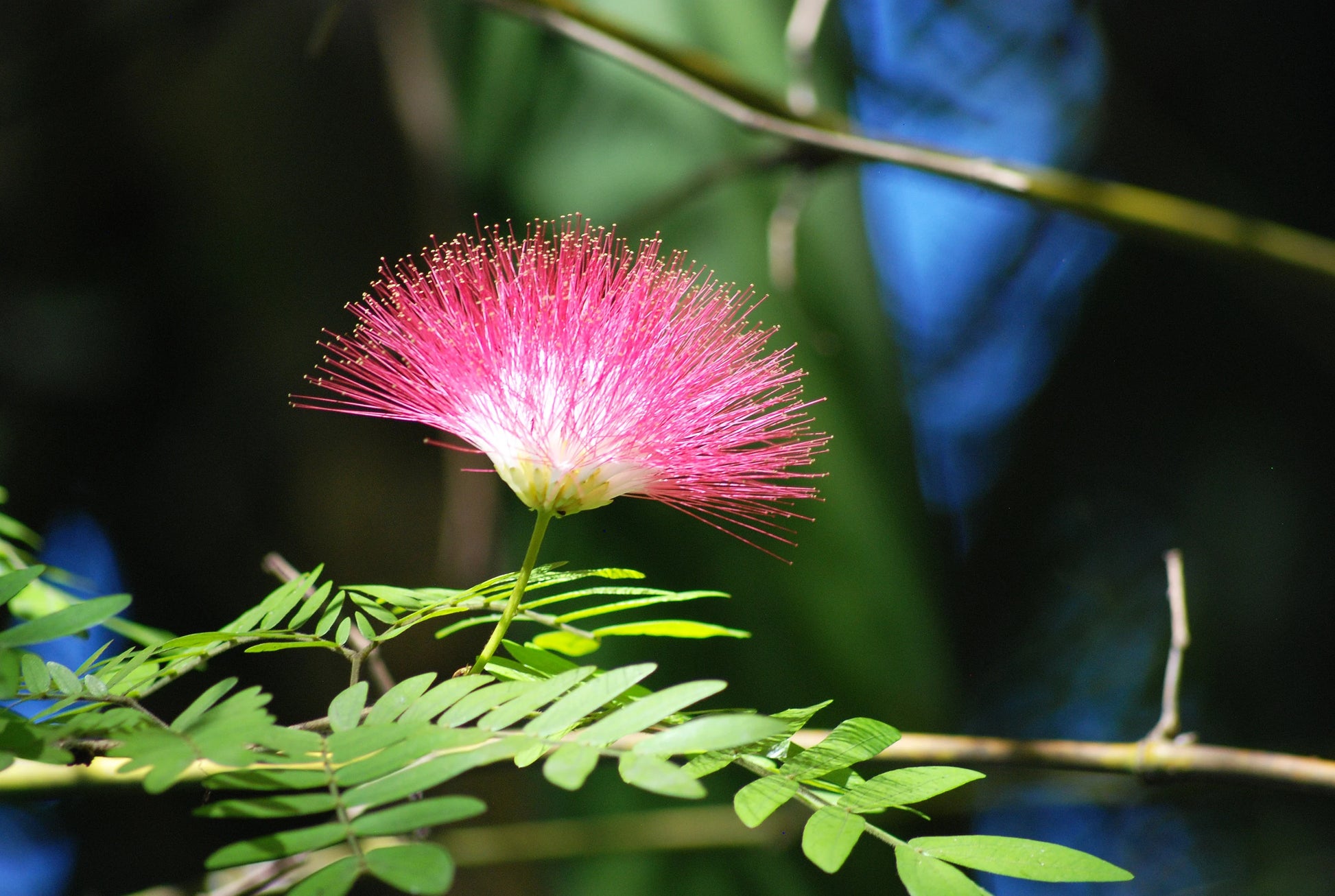 Rosa Calliandra Eriophylla Blumensamen zur Aussaat – pflegeleicht – Traditionssorte & ohne Gentechnik Samen Hausgarten
