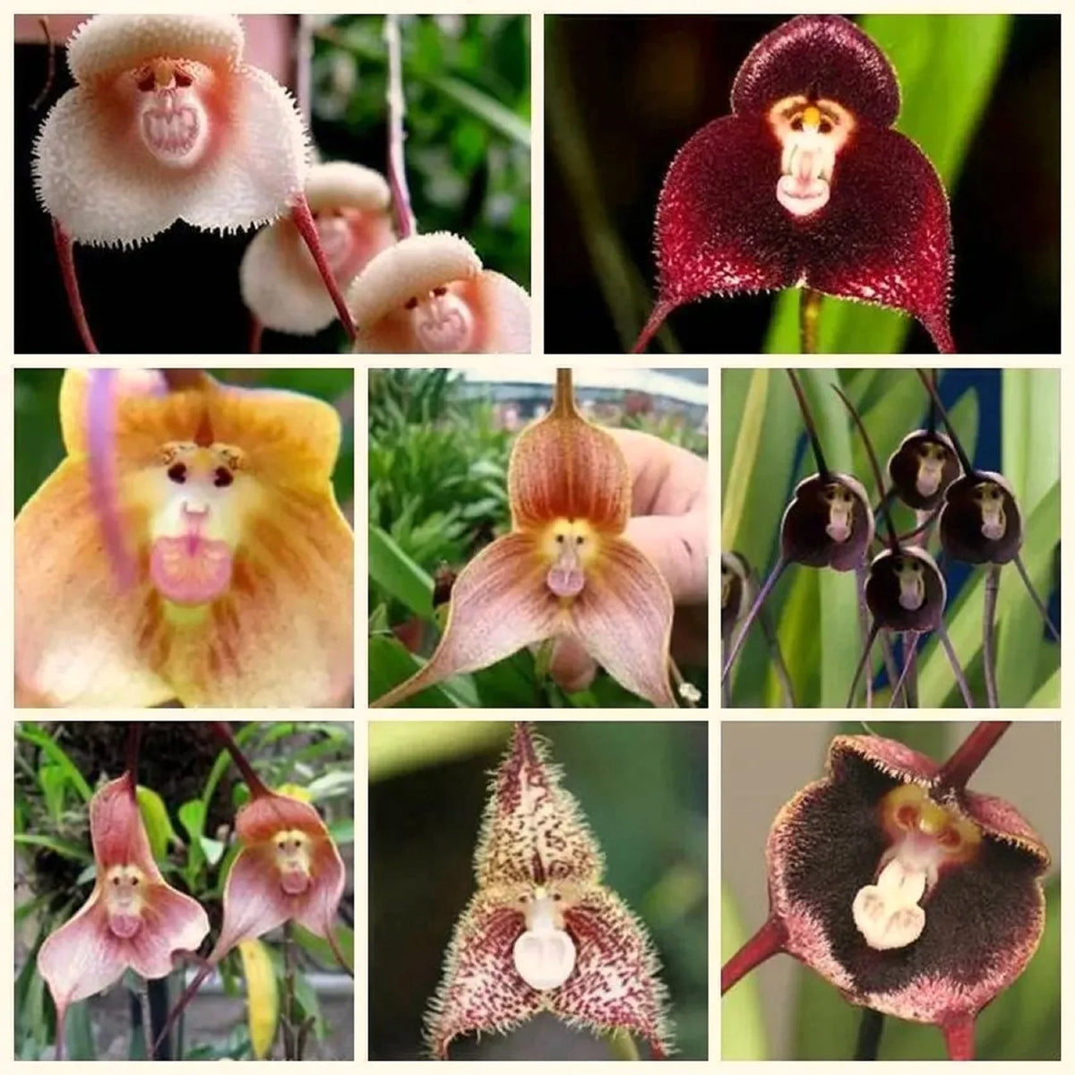 Mixed monkey face orchid blume samen for anpflanzung - cut blume favorite, heirloom & gmo free samen for home garten
 
 sale samen for anpflanzung in home garten