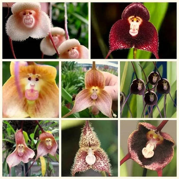 Mixed monkey face orchid blume samen for anpflanzung - cut blume favorite, heirloom & gmo free samen for home garten
 
 sale samen for anpflanzung in home garten