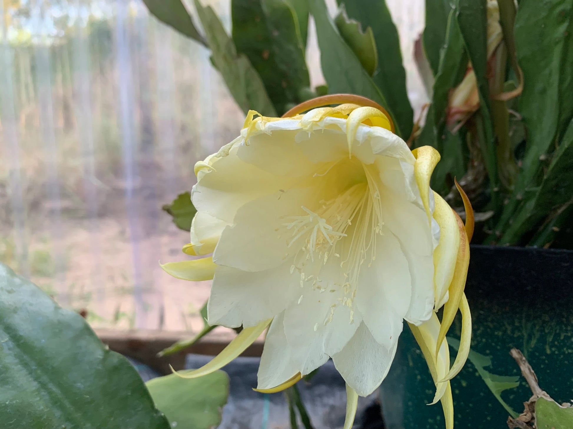 Epiphyllum Orchidee Blumensamen zur Aussaat – Bestäuber freundlich – Traditionssorte & ohne Gentechnik Samen Hausgarten