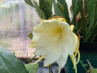 Epiphyllum Orchidee Blumensamen zur Aussaat – Bestäuber freundlich – Traditionssorte & ohne Gentechnik Samen Hausgarten