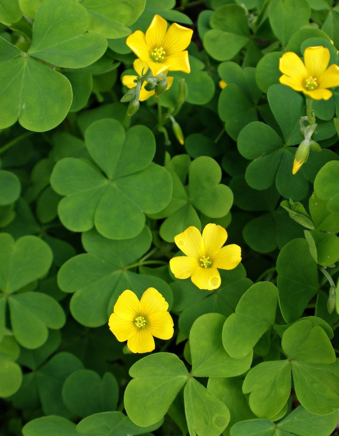 Gelb Braun Sauerklee Blumensamen zur Aussaat Schnitt Blume beliebt Traditionssorte & ohne Gentechnik Samen Hausgarten