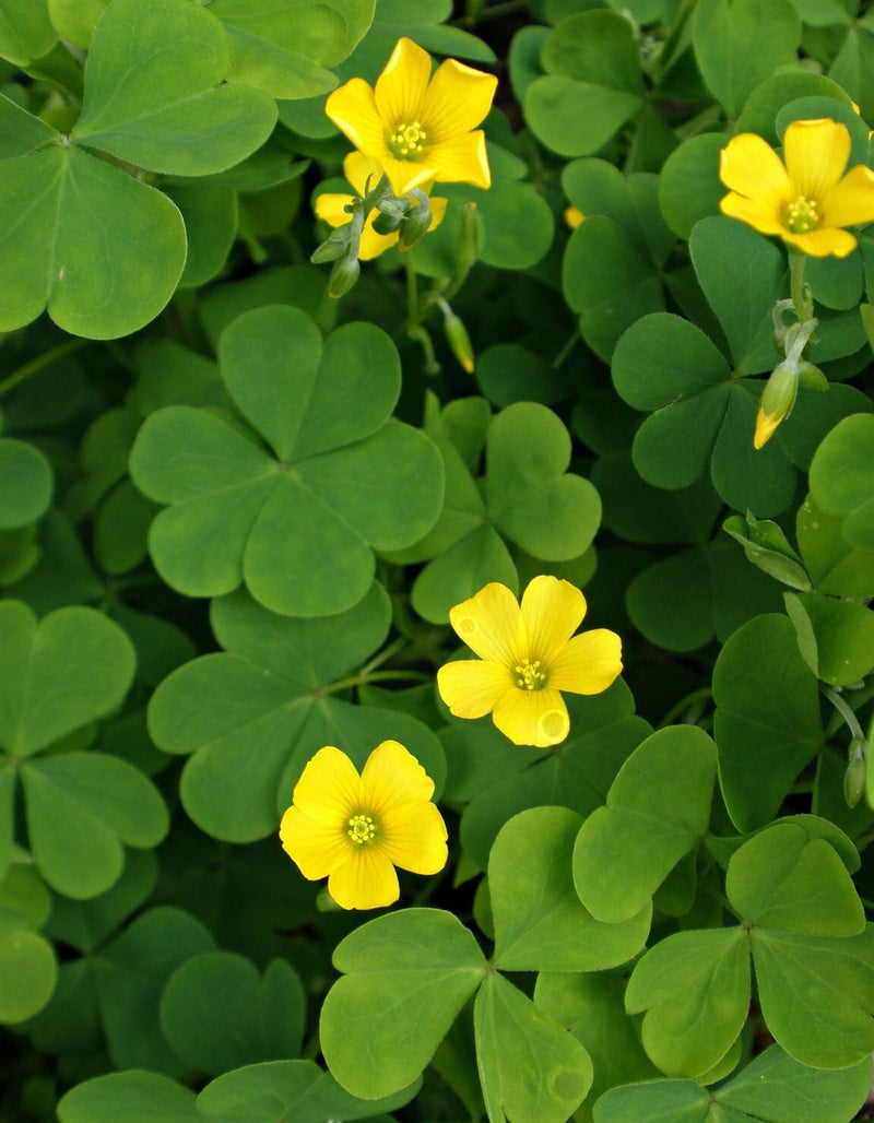 Gelb Braun Sauerklee Blumensamen zur Aussaat Schnitt Blume beliebt Traditionssorte & ohne Gentechnik Samen Hausgarten