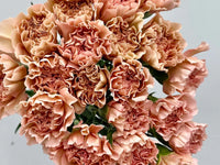 Braun Nelke Blumensamen zur Aussaat – ideal Rabatten – Traditionssorte & ohne Gentechnik Samen Hausgarten