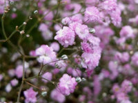 Rosa Gypsophila Blumensamen zur Aussaat – hochwertige Qualitäts- – Traditionssorte & ohne Gentechnik Samen Hausgarten