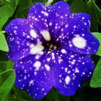 Tacoli Bonsai Petunie Blumensamen zur Aussaat saisonal Dauerblüher Traditionssorte & ohne Gentechnik Samen Hausgarten