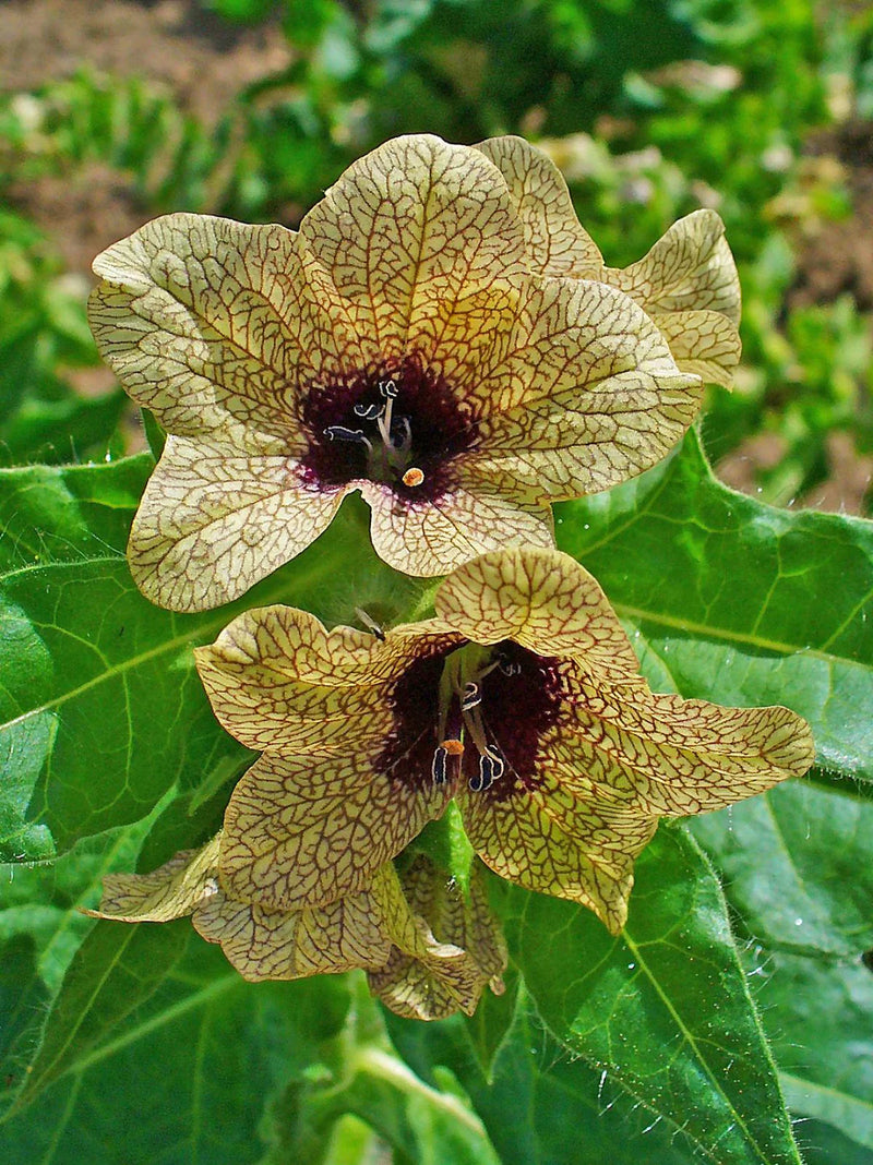Creme Henbane Samen zur Aussaat