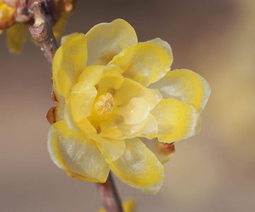 Gelb chimonanthus blume samen for anpflanzung - perfect for borders, heirloom & gmo free samen for home garten
 
 sale samen for home garten