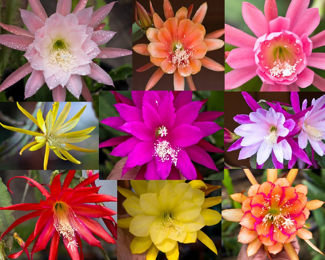 MultiColored Epiphyllum Oxypetalum Blumensamen – Traditionssorte ohne Gentechnik biologisch Garten Samen Keimung