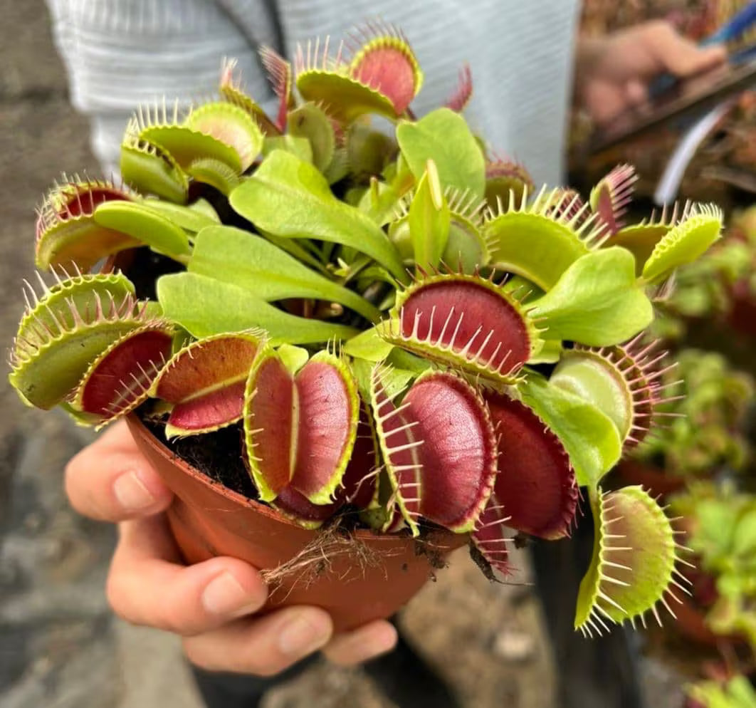 Venus Fly Trap Kräutersamen zur Aussaat – Schnitt Blume beliebt – Traditionssorte & ohne Gentechnik Samen Hausgarten