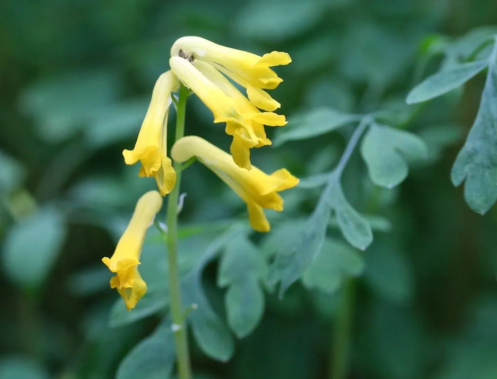 Corydalis (corydalis lutea) samen for anpflanzung in home garten