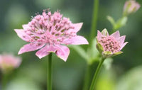 Astrantia Blumensamen Blumensamen zur Aussaat Landhaus Garten wichtig Traditionssorte & ohne Gentechnik Samen Hausgarten