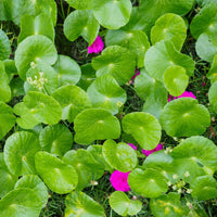 Centella Blumensamen zur Aussaat Halbschatten verträglich Traditionssorte & ohne Gentechnik Samen Hausgarten