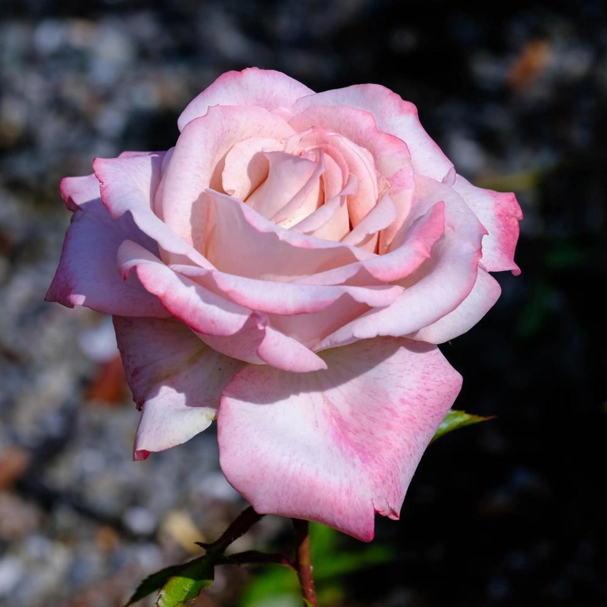hell Rosa Snow Rose Blumensamen zur Aussaat farbenfroh Schau Traditionssorte & ohne Gentechnik Samen Hausgarten