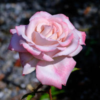 hell Rosa Snow Rose Blumensamen zur Aussaat farbenfroh Schau Traditionssorte & ohne Gentechnik Samen Hausgarten