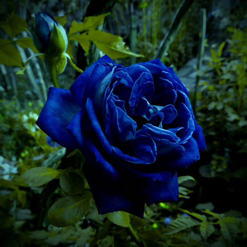 Supreme Rose Strauch Blumensamen zur Aussaat Landhaus Garten wichtig Traditionssorte & ohne Gentechnik Samen Hausgarten