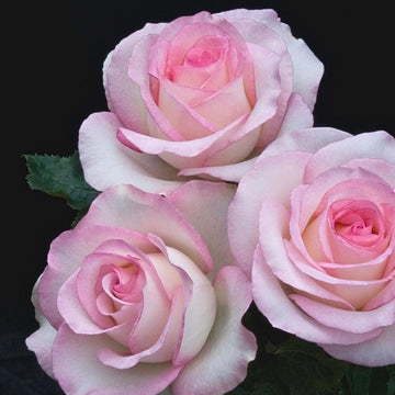 hell Rosa Snow Rose Blumensamen zur Aussaat farbenfroh Schau Traditionssorte & ohne Gentechnik Samen Hausgarten