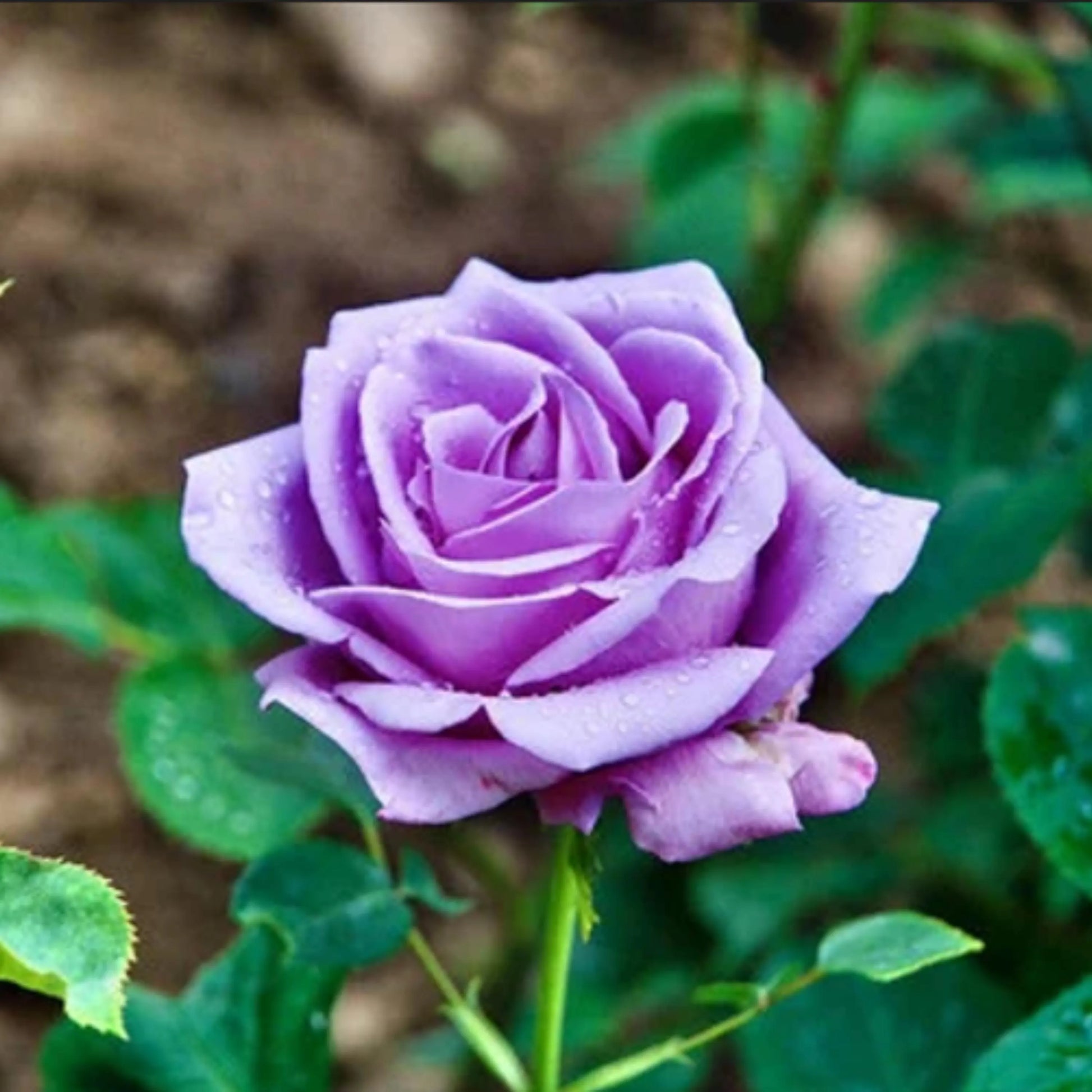 hell Lila Rose Blumensamen zur Aussaat duftend Blüten Traditionssorte & ohne Gentechnik Samen Hausgarten