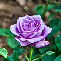 hell Lila Rose Blumensamen zur Aussaat duftend Blüten Traditionssorte & ohne Gentechnik Samen Hausgarten