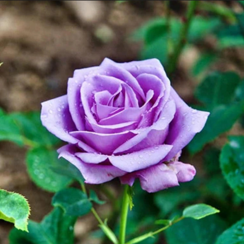 hell Lila Rose Blumensamen zur Aussaat duftend Blüten Traditionssorte & ohne Gentechnik Samen Hausgarten