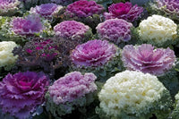 Brassica oleracea mixed colour flower samen für aussaat