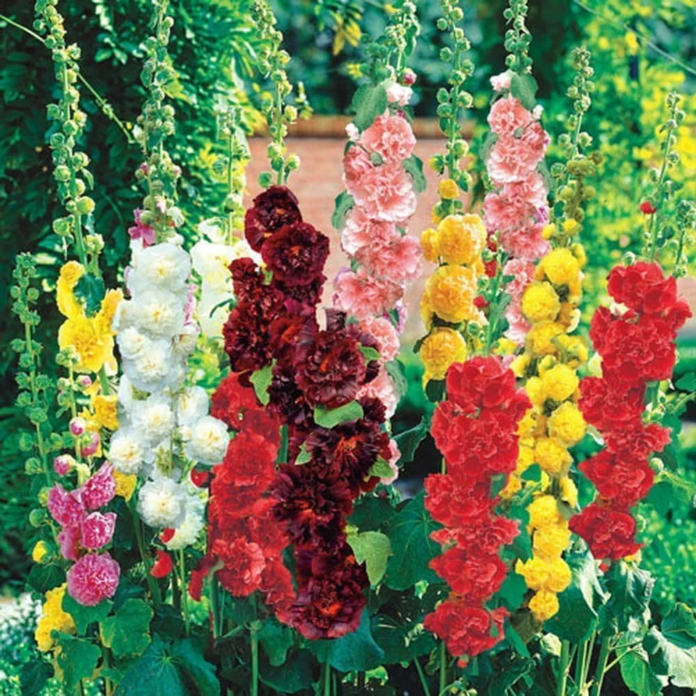 Mallow Alcea Rosea Blumensamen zur Aussaat – saisonal Dauerblüher – Traditionssorte & ohne Gentechnik Samen Hausgarten