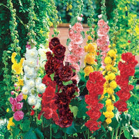 Mallow Alcea Rosea Blumensamen zur Aussaat – saisonal Dauerblüher – Traditionssorte & ohne Gentechnik Samen Hausgarten