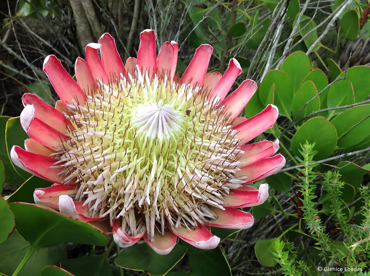 Rosa weiß protea blume samen for anpflanzung - wildflower mix, heirloom & gmo free samen for home garten
 
 sale samen for anpflanzung in home garten