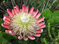 Rosa weiß protea blume samen for anpflanzung - wildflower mix, heirloom & gmo free samen for home garten
 
 sale samen for anpflanzung in home garten
