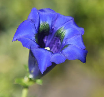 Gentiana Scabra Blumensamen zur Aussaat ideal Rabatten Traditionssorte & ohne Gentechnik Samen Hausgarten