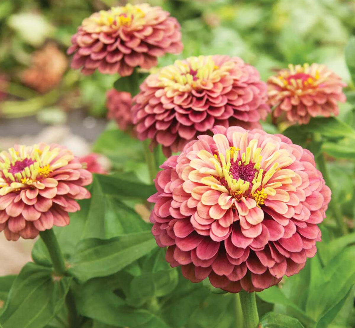 Queeny (queeny lime) samen for anpflanzung in home garten