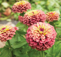 Queeny (queeny lime) samen for anpflanzung in home garten
