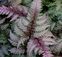 dunkel Rosa Fern Blumensamen zur Aussaat – kompakt Wuchs – Traditionssorte & ohne Gentechnik Samen Hausgarten