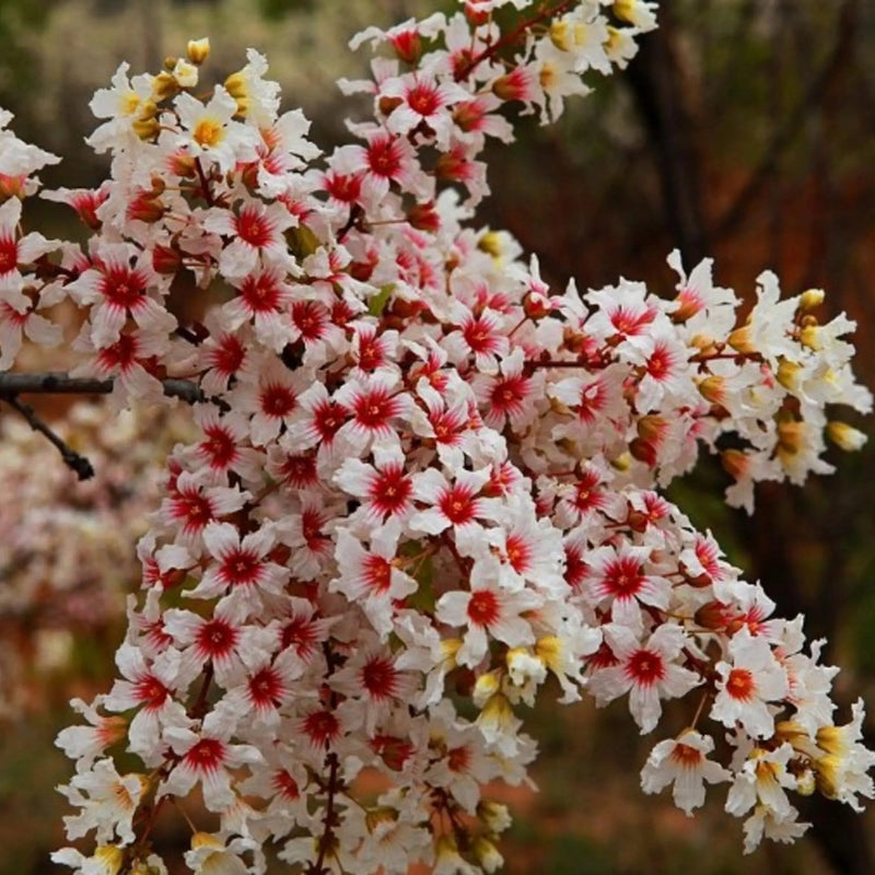 Xanthoceras Sorbifolium Blumensamen zur Aussaat Schnitt Blume beliebt Traditionssorte & ohne Gentechnik Samen Hausgarten