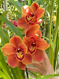 Orange Cymbidium Orchidee Samen – elegant Blüten zur Aussaat