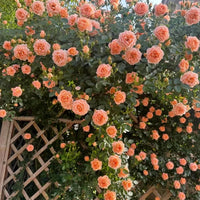 Orange (orange climbing) samen for anpflanzung in home garten