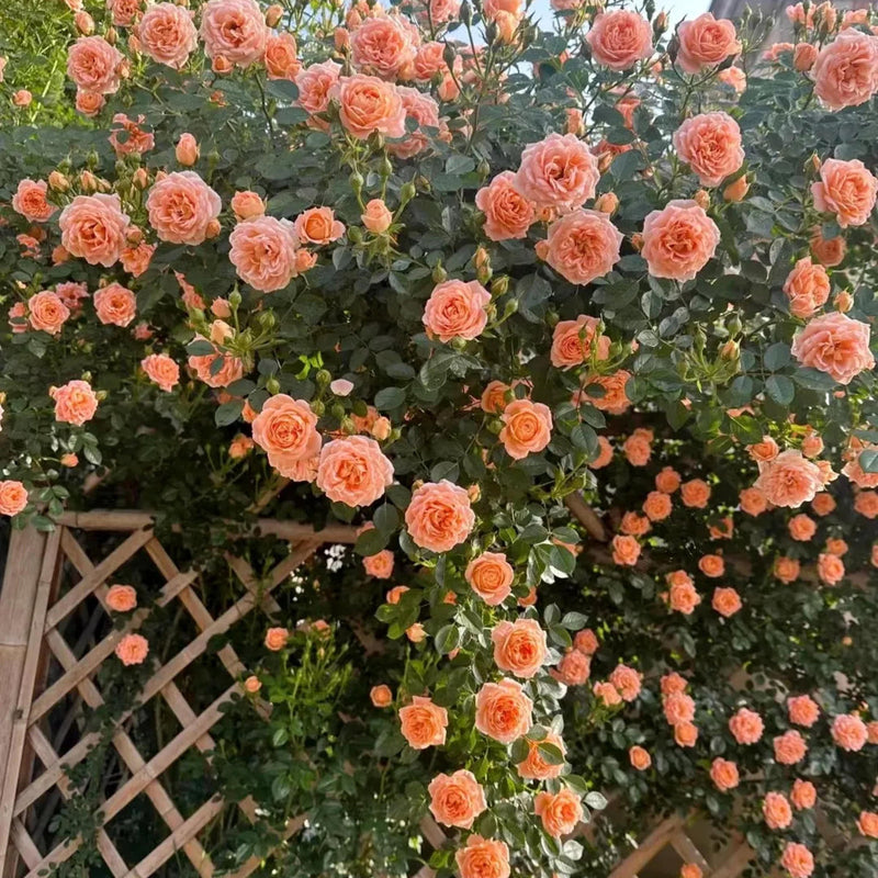 Orange (orange climbing) samen for anpflanzung in home garten