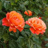 Orange Snow Rose Blumensamen zur Aussaat farbenfroh Schau Traditionssorte & ohne Gentechnik Samen Hausgarten