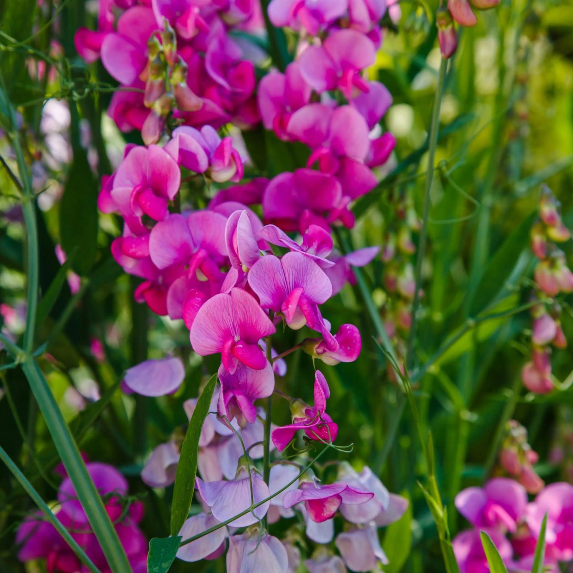 Traditionssorte Peas Blumensamen zur Aussaat leuchtend Traditionssorte & ohne Gentechnik Samen Hausgarten