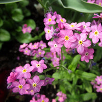 Rot Myosotis Sylvatica Blumensamen zur Aussaat Schnitt Blume beliebt Traditionssorte & ohne Gentechnik Samen Hausgarten