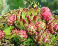 Kastanienrot Jovibarba Blumensamen zur Aussaat – kompakt Wuchs – Traditionssorte & ohne Gentechnik Samen Hausgarten