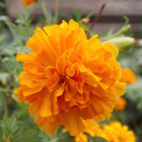 Orange Carnations Blumensamen zur Aussaat leuchtend Blüten Traditionssorte & ohne Gentechnik Samen Hausgarten