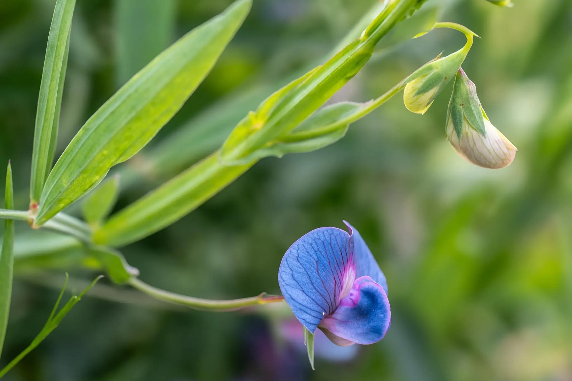 hell Blau Wicke Blumensamen zur Aussaat kompakt Wuchs Traditionssorte & ohne Gentechnik Samen Hausgarten