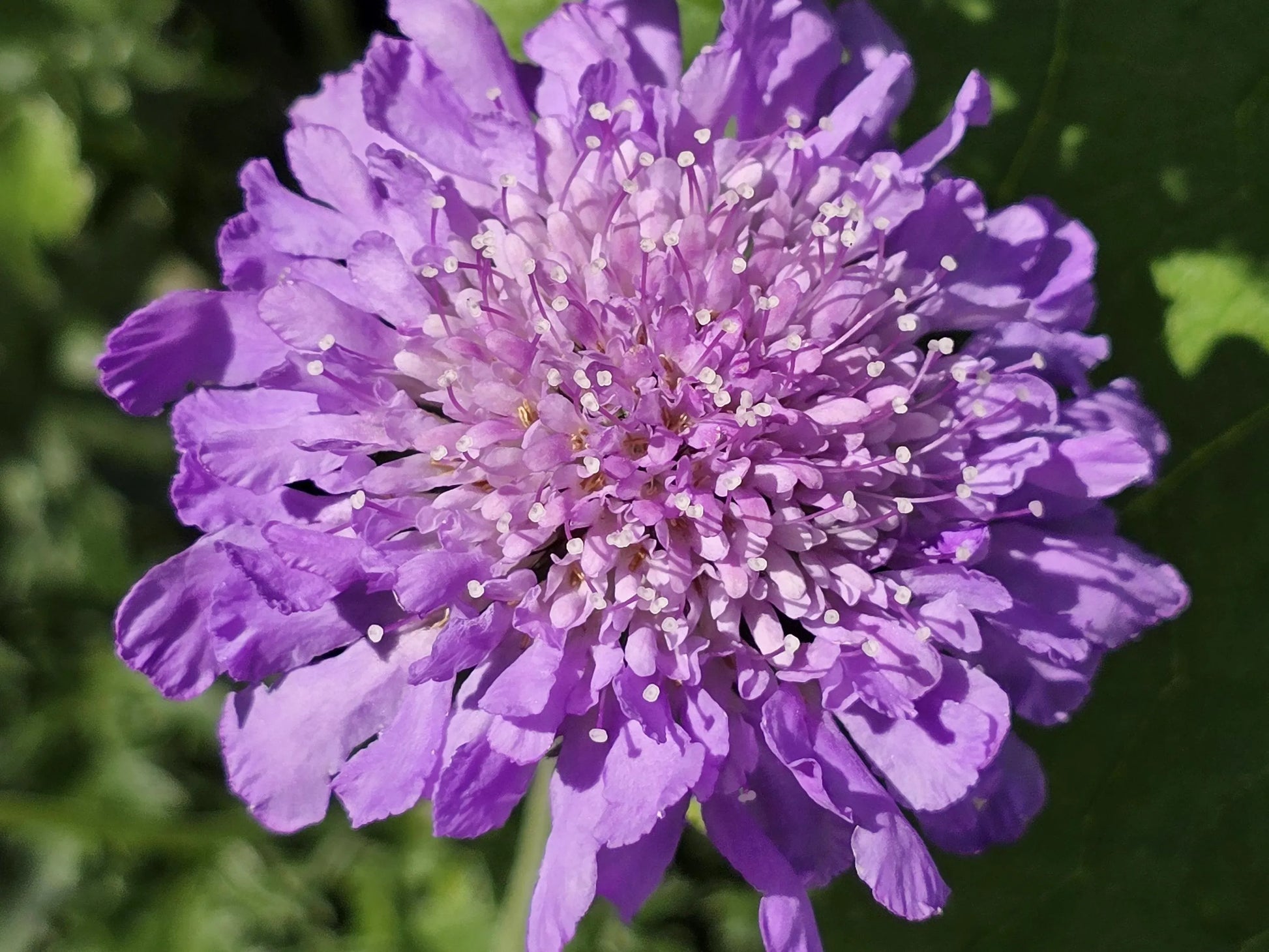 Lila Pincushion Blumensamen zur Aussaat – Landhaus Garten wichtig – Traditionssorte & ohne Gentechnik Samen Hausgarten