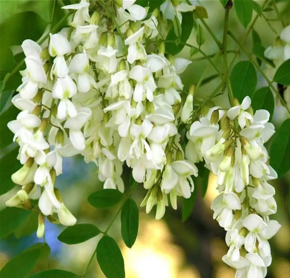Robinia Blumensamen zur Aussaat – lang Blüte Saison – Traditionssorte & ohne Gentechnik Samen Hausgarten