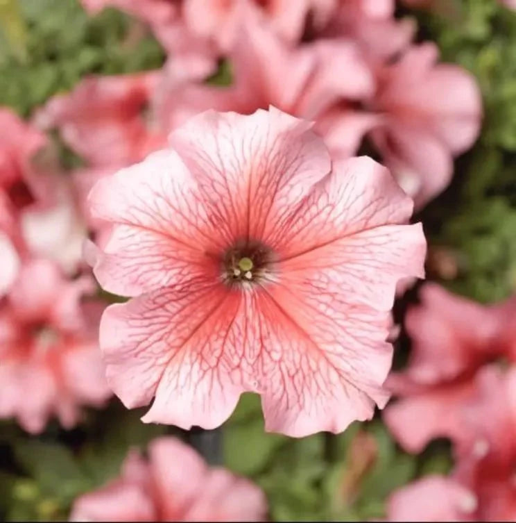Pfirsichfarben Petunie Blumensamen zur Aussaat – Traditionssorte ohne Gentechnik biologisch Garten Samen – Anzucht Keimung Blüten