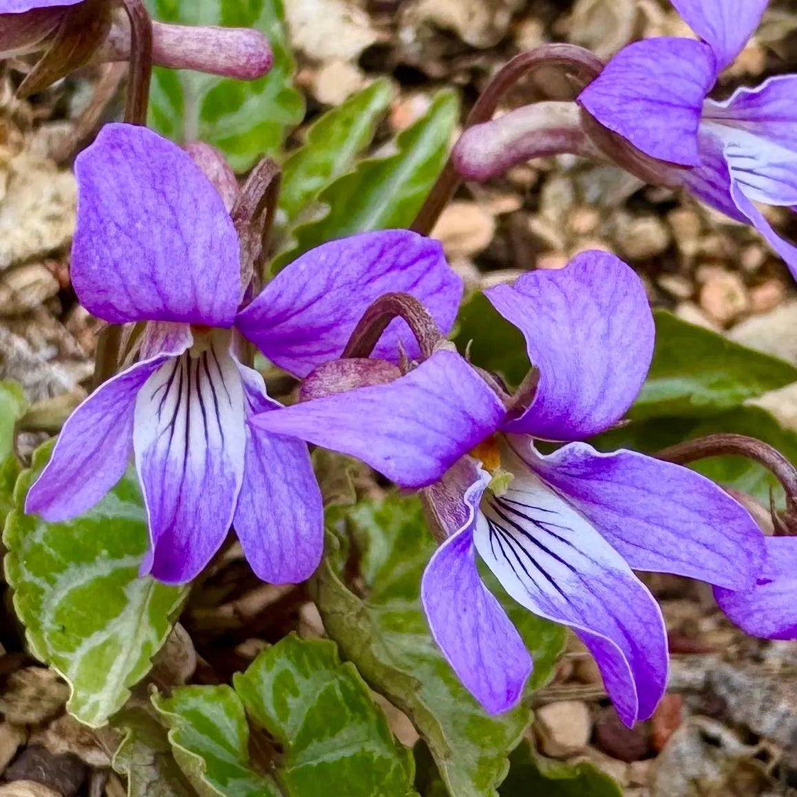 Clarkia Passion Veilchen Samen Violett Blumen