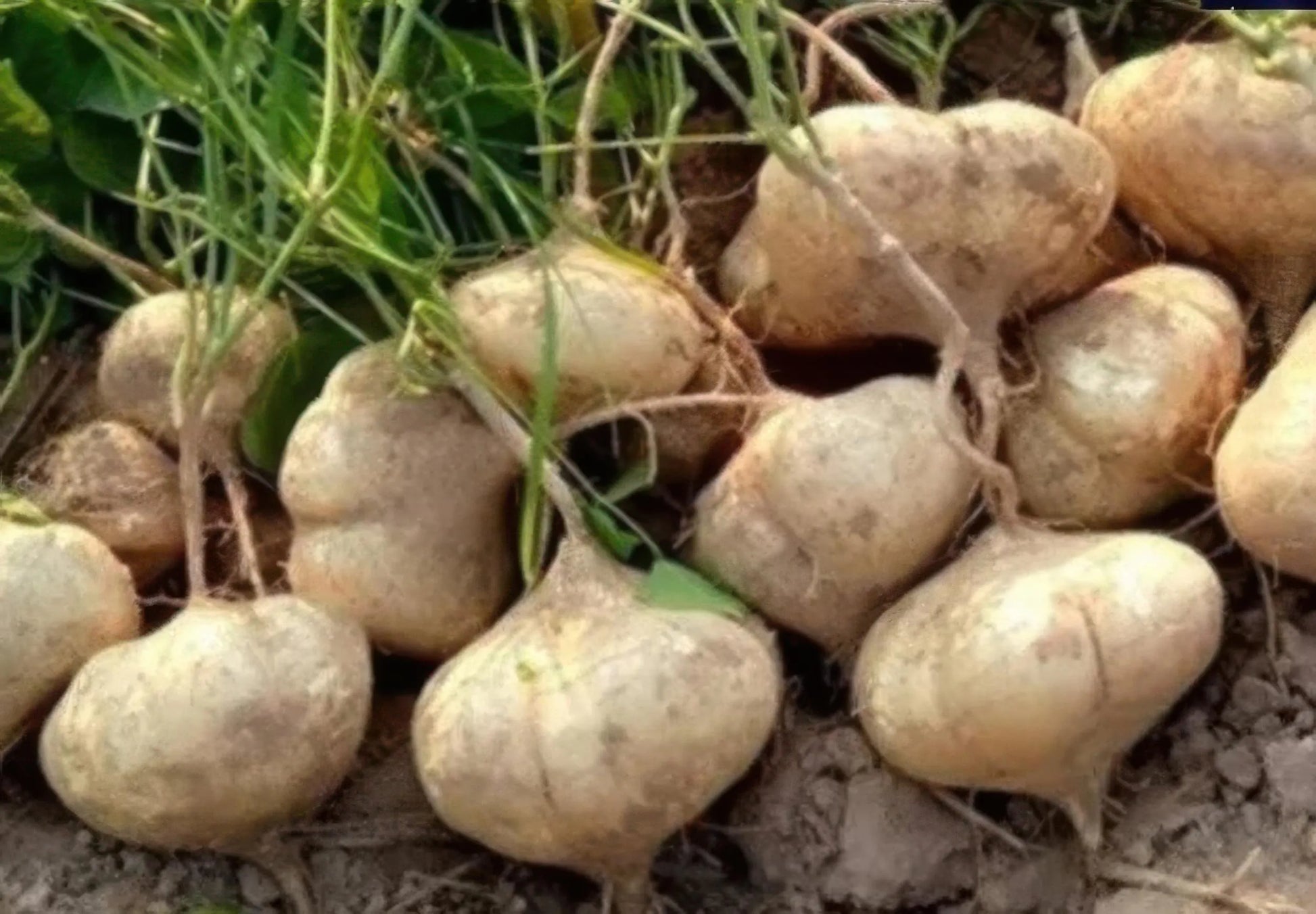 Braun Jicama Gemüse Planting Samen