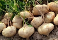 Braun Jicama Gemüse Planting Samen